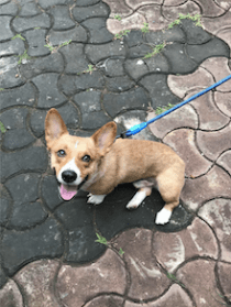 Screen Shot 2017-07-04 at 4.08.45 PM